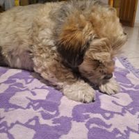 Tintin 10 ans… petit chien tellement craquant #5