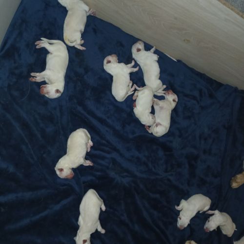 Chiot berger blanc suisse