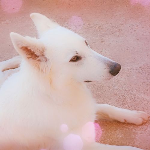 Chiot berger blanc suisse #5