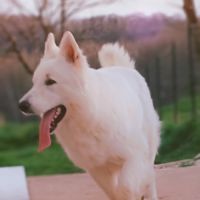 Chiot berger blanc suisse #1