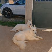 Chiot berger blanc suisse #2