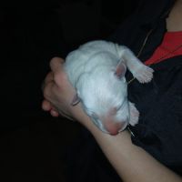 Chiot berger blanc suisse #3