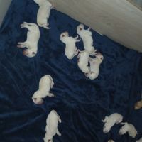 Chiot berger blanc suisse #0