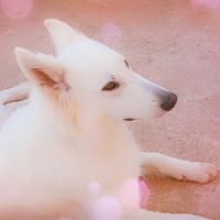 Chiot berger blanc suisse #5