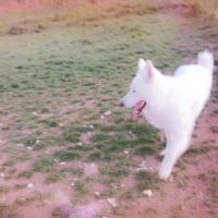 Chiot berger blanc suisse #6