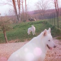 Chiot berger blanc suisse #7