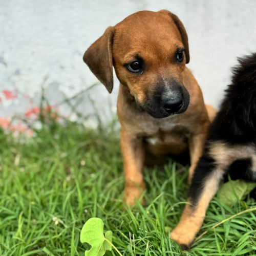 Goliath le magnifique #2