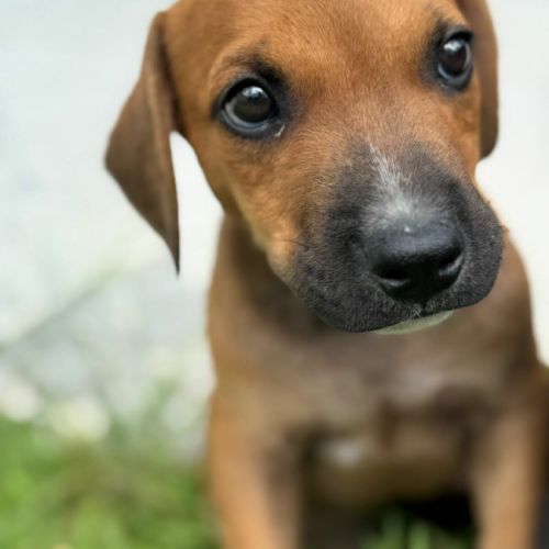 Goliath le magnifique #3