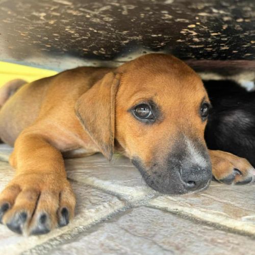 Goliath le magnifique #4