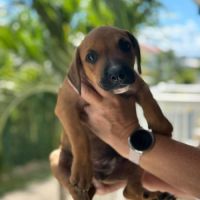 Goliath le magnifique