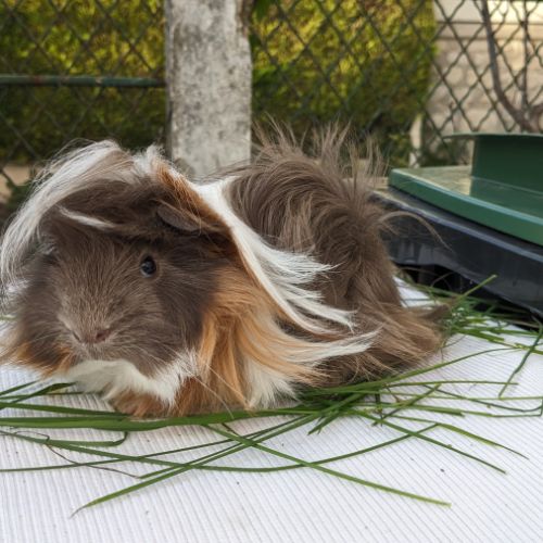 Jeune cochon d'inde péruvien mâle #2