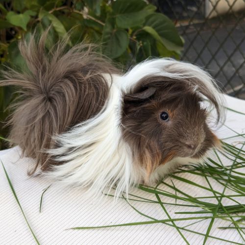 Jeune cochon d'inde péruvien mâle #3