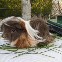 Jeune cochon d'inde péruvien mâle