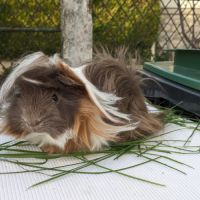 Jeune cochon d'inde péruvien mâle #2