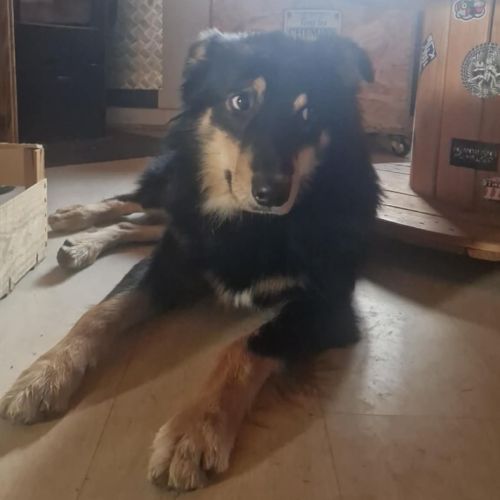 Ayron, croisé berger australien de 2 ans #1