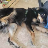 Ayron, croisé berger australien de 2 ans #2