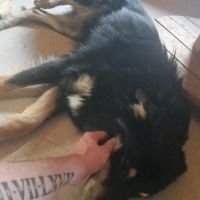 Ayron, croisé berger australien de 2 ans #3