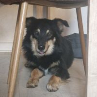 Ayron, croisé berger australien de 2 ans