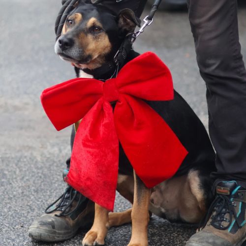 Roy, 4 ans à l'adoption #0
