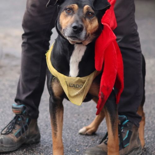 Roy, 4 ans à l'adoption #2