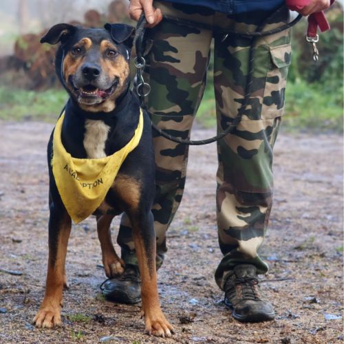 Roy, 4 ans à l'adoption #4