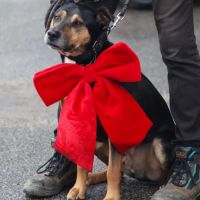 Roy, 4 ans à l'adoption