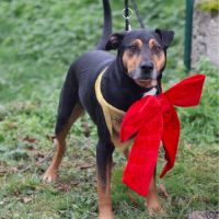 Roy, 4 ans à l'adoption #3