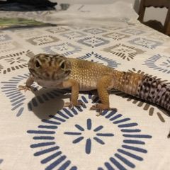 Gecko léopard