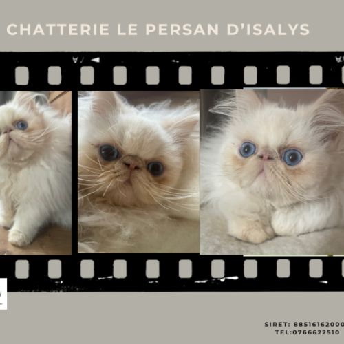 Chatons mâles crème point #0