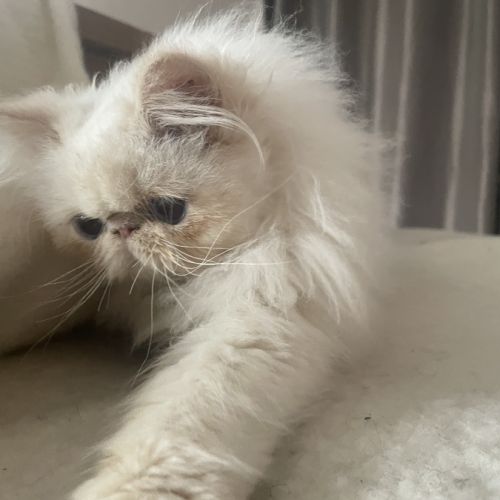 Chatons mâles crème point #2