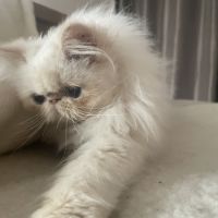 Chatons mâles crème point #2