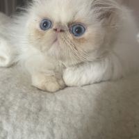 Chatons mâles crème point #3