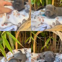 Magnifiques chiots staffie bleus
