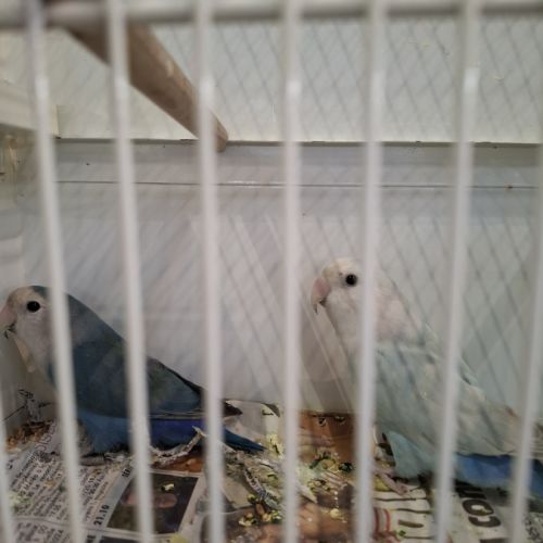 Inséparable roseicollis