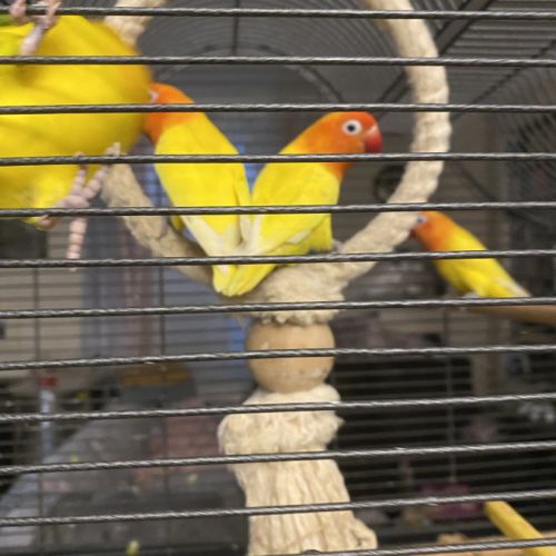 Inseparables 4 mangues + cage+ accessoires