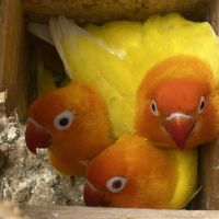 Inseparables 4 mangues + cage+ accessoires #1