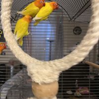 Inseparables 4 mangues + cage+ accessoires #2