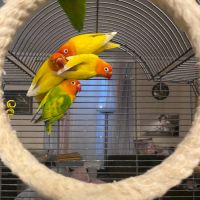 Inseparables 4 mangues + cage+ accessoires #4