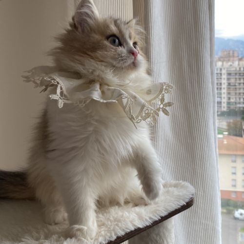 Chaton british longhair de parents loof #2