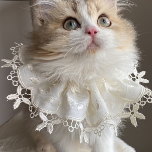 Chaton british longhair de parents loof #3