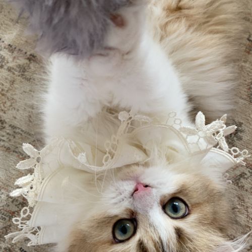 Chaton british longhair de parents loof #5