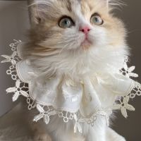 Chaton british longhair de parents loof #3