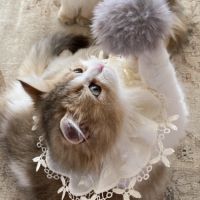 Chaton british longhair de parents loof #4