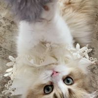 Chaton british longhair de parents loof #5