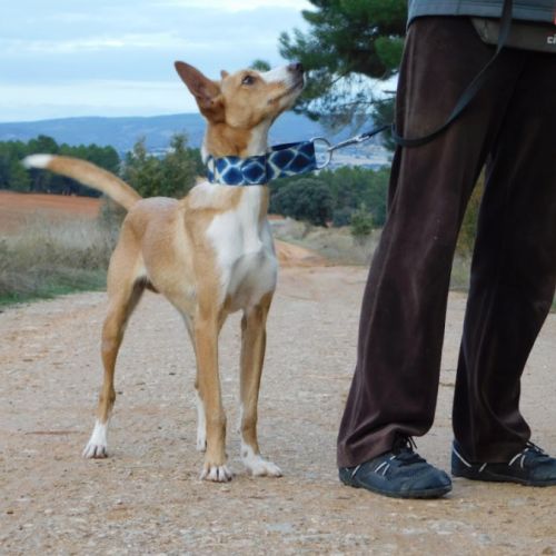 Piper petite taille , immense amour , prêt pour #1