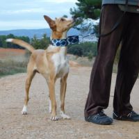 Piper petite taille , immense amour , prêt pour #1