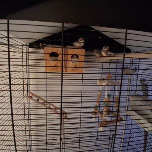 Oiseaux plus cage #2