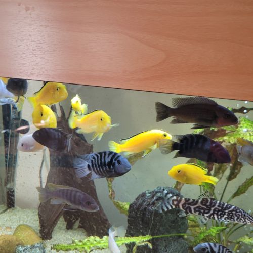 Poisson cichlides #4