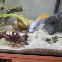 Poisson cichlides #3