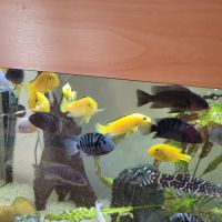 Poisson cichlides #4